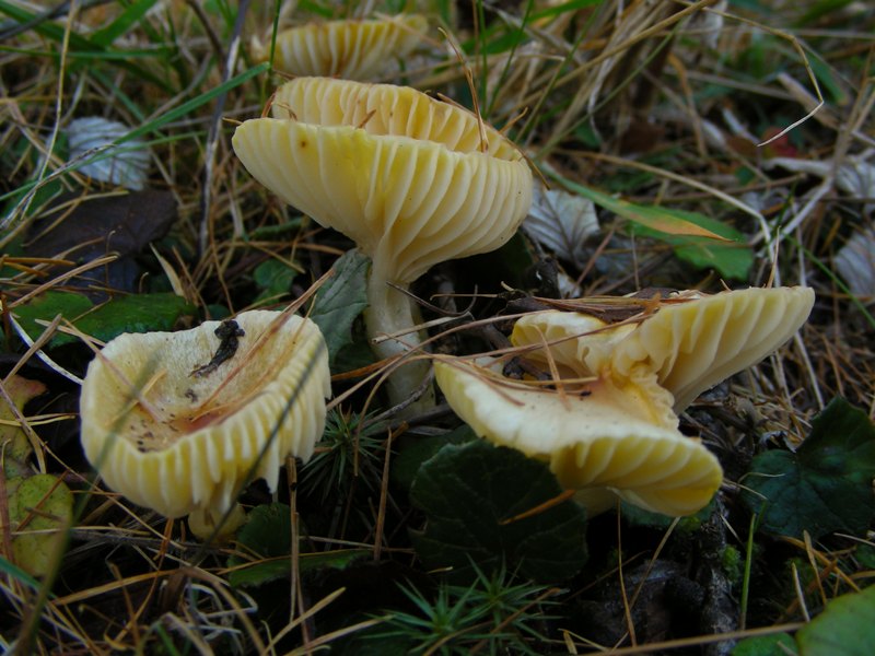 A caccia di Igrofori nei pascoli alpini